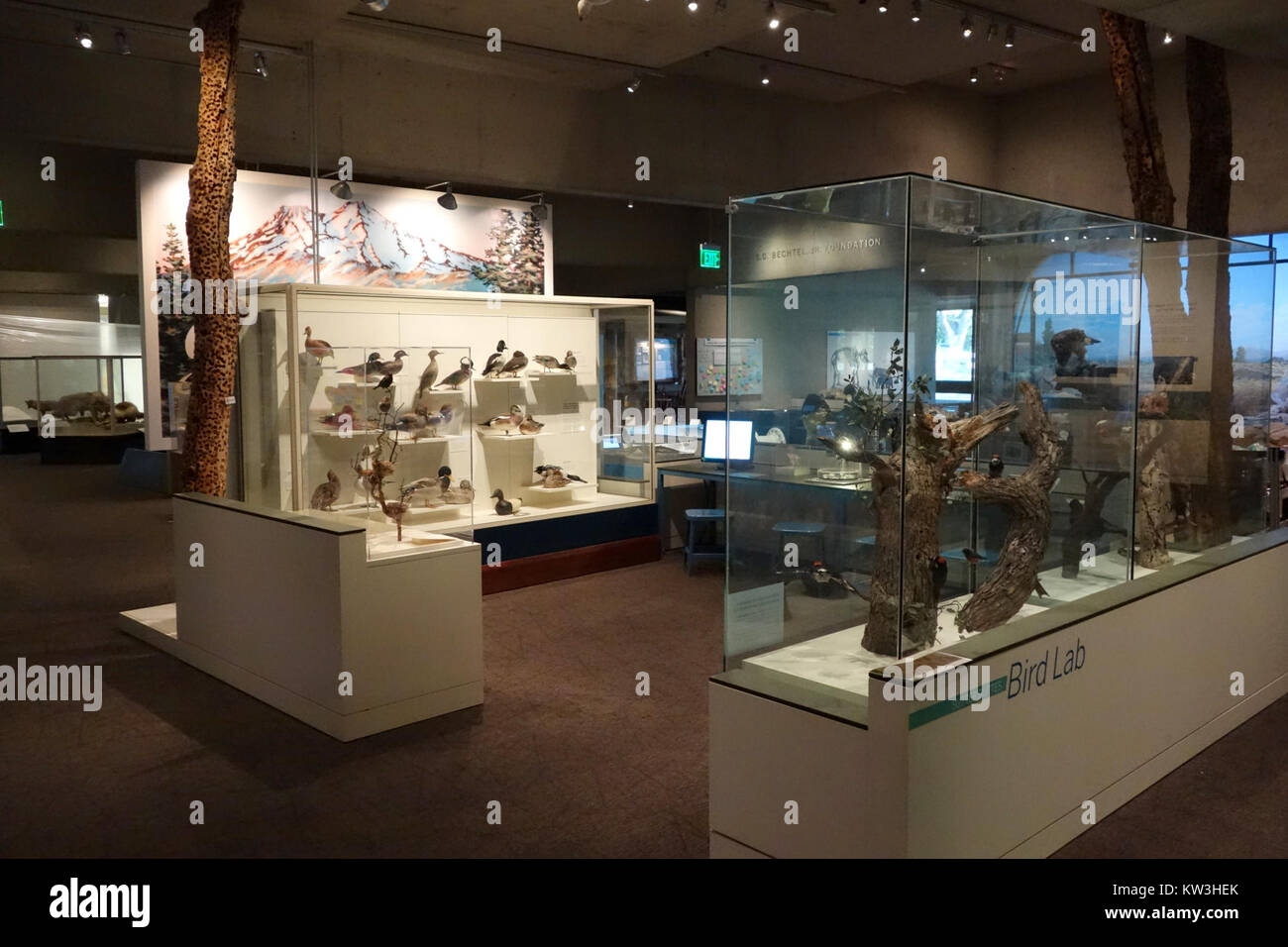 Une photographie de l'exposition d'oiseaux au musée d'Oakland de Californie, présentant diverses espèces et leur configuration d'exposition. Banque D'Images