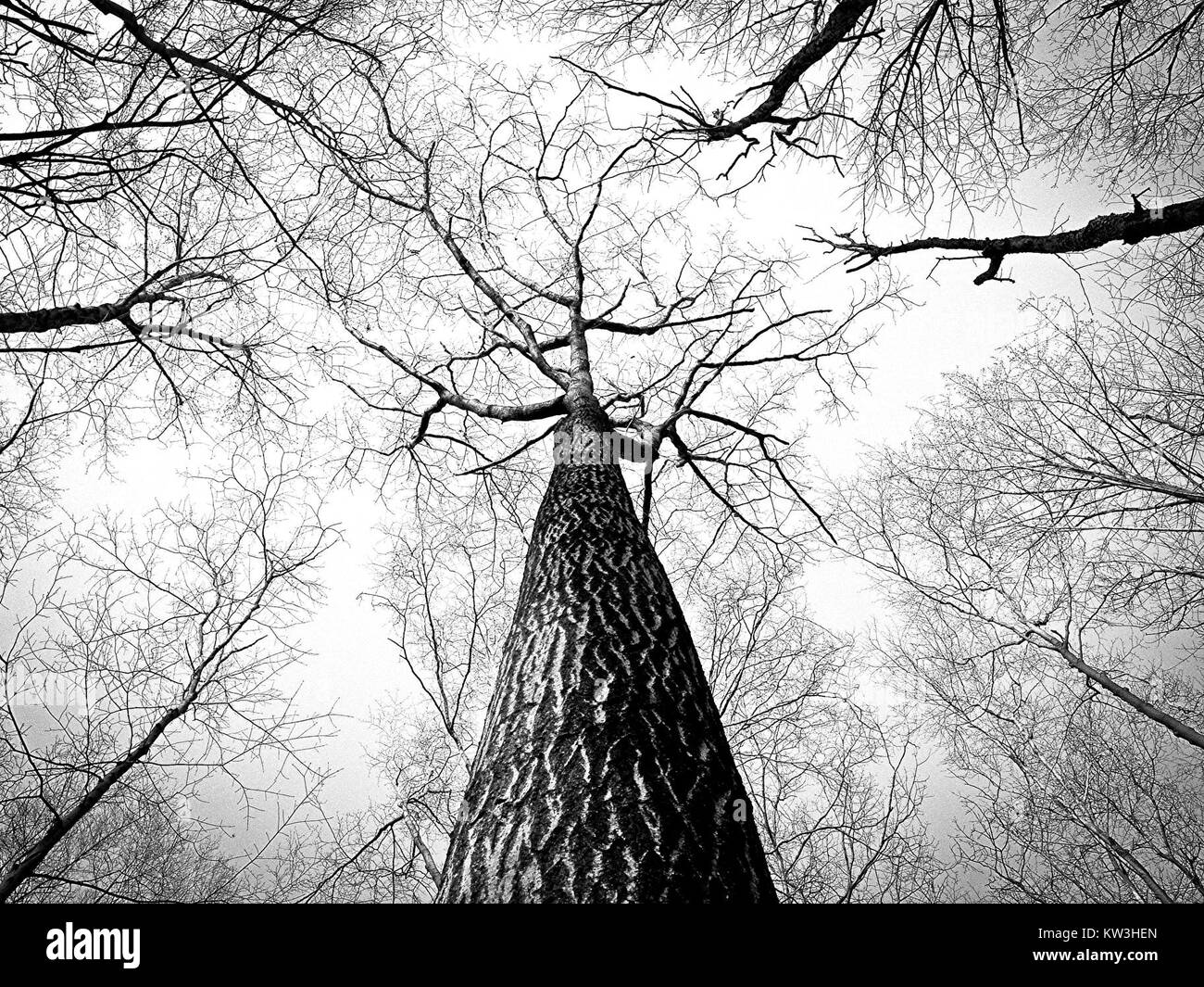 Cette photographie montre les hautes branches d'un arbre, capturées en noir et blanc. L'image se concentre sur les motifs complexes des branches lorsqu'elles atteignent le haut, créant un contraste frappant avec le ciel. Banque D'Images