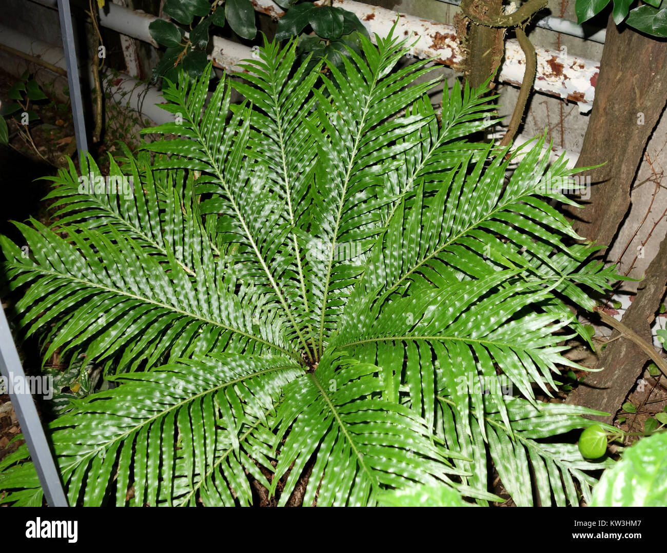 Blechnum gibbum, une espèce de fougère, se trouve dans le Botanischer Garten à Dresde, en Allemagne. Cette fougère est connue pour son aspect ornemental et son aptitude aux jardins botaniques. Banque D'Images