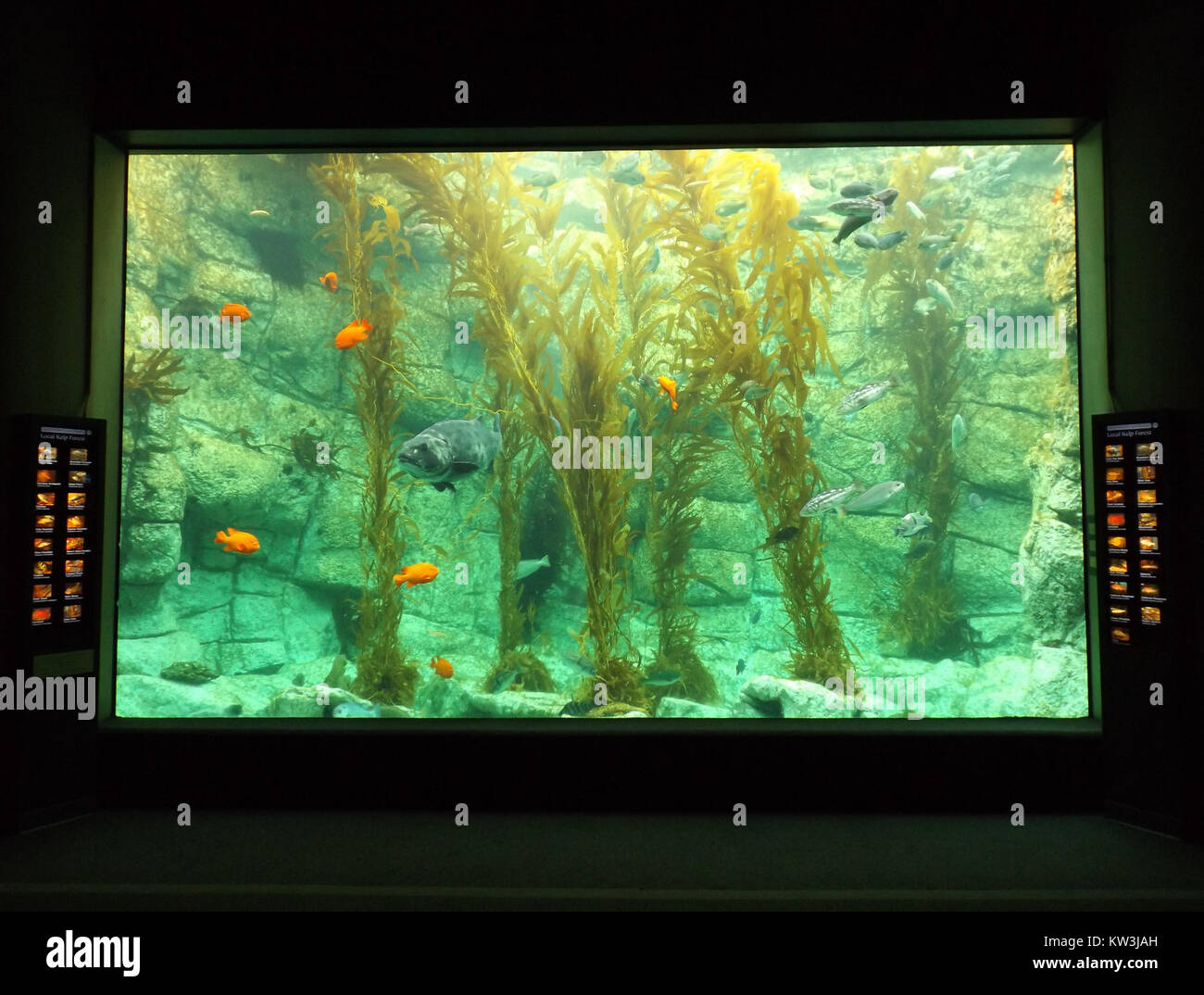 Le réservoir de varech Birch Aquariumâ€™ met en valeur la vie marine originaire de la côte californienne, avec une variété d'espèces de varech et d'organismes marins. L'exposition souligne l'importance des forêts de varech en tant qu'écosystèmes vitaux qui soutiennent la biodiversité dans les eaux côtières. Il fournit un aperçu pédagogique de la biologie marine et des efforts de conservation. Banque D'Images