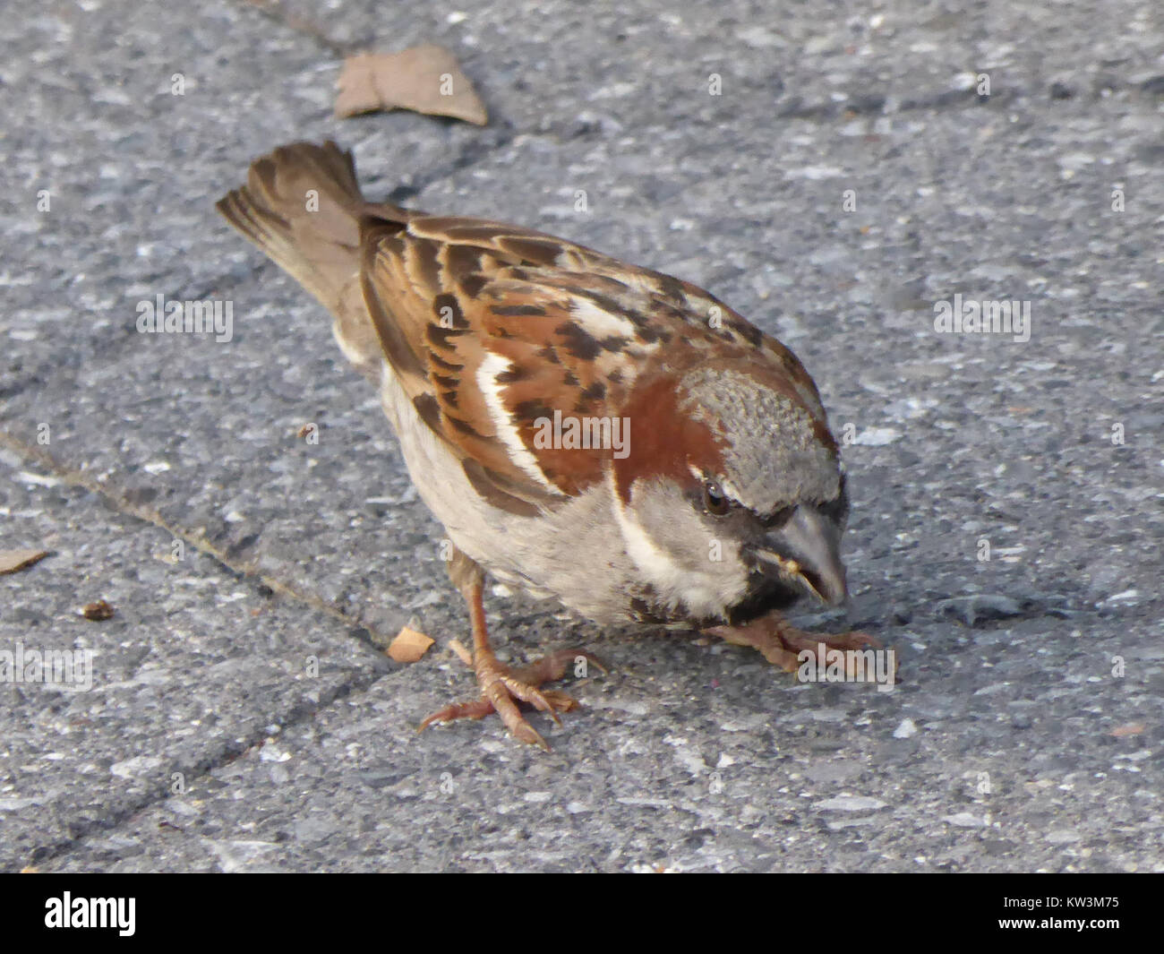 Cette photographie montre un oiseau à New York, soulignant le contraste entre l'environnement urbain et la nature. Il capture l'oiseau au milieu du paysage urbain, montrant l'adaptabilité de la faune dans un cadre urbain. Banque D'Images