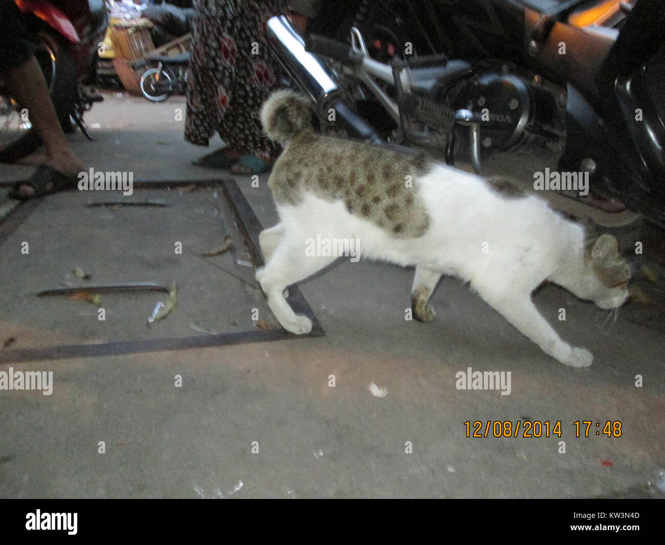 Un chat errant avec une queue de billard, généralement trouvé dans diverses zones urbaines et rurales, est connu pour sa queue courte distinctive. Ce chat est souvent un mélange de races domestiques et sauvages, s'adaptant à son environnement. Banque D'Images
