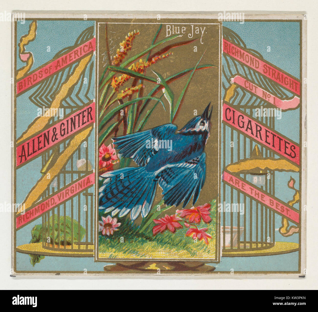Le Blue Jay est un oiseau nord-américain, représenté dans la série « Birds of America » pour les cigarettes Allen & Ginter. Cette espèce colorée est connue pour son plumage bleu saisissant et son intelligence. Banque D'Images