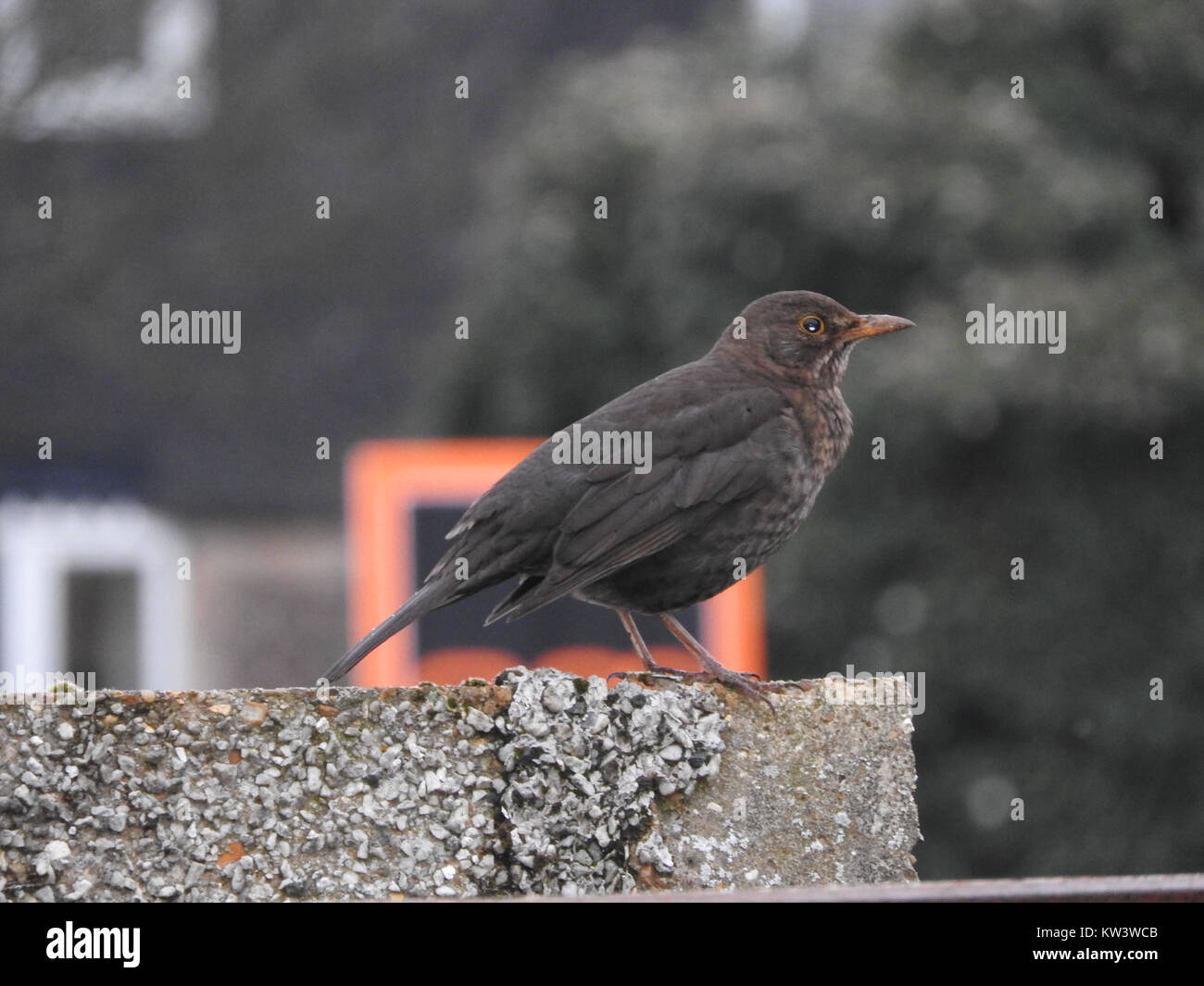 Cette photographie représente une femelle, capturant l'environnement naturel et les caractéristiques du birdâ€™s. Le Blackbird est une espèce commune que l'on trouve en Europe et en Amérique du Nord. Banque D'Images