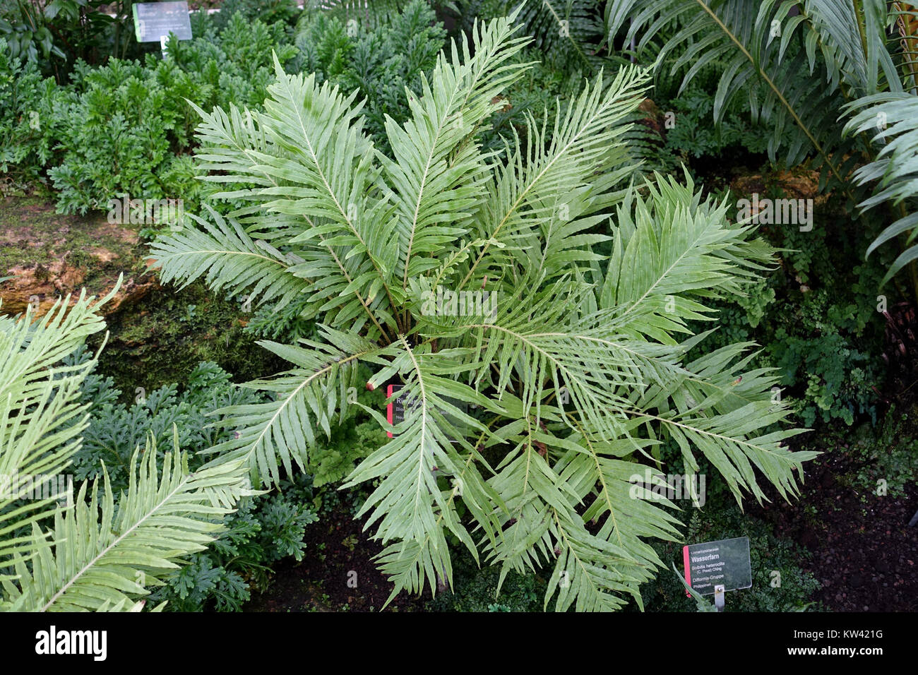 Cette image montre le gibbum Blechnum, communément appelé fougère naine, logé dans le zoo Wilhelma de Stuttgart, en Allemagne. La plante est connue pour sa taille compacte et est souvent présentée dans les collections de plantes tropicales. Banque D'Images