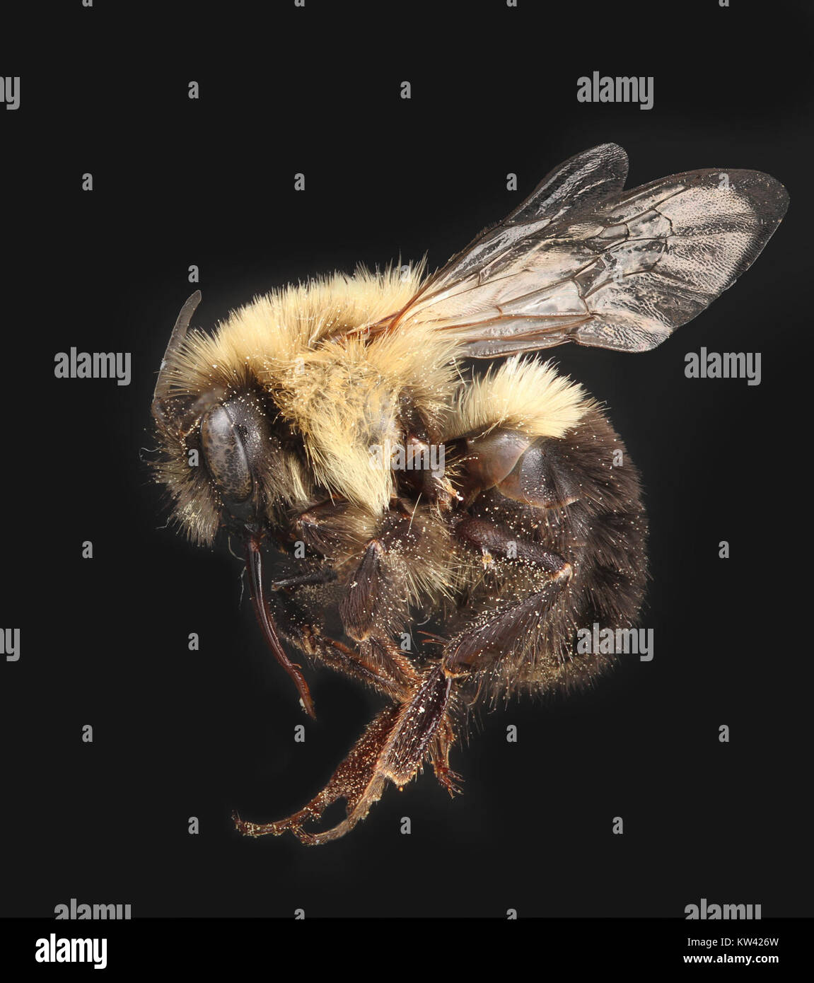 Bombus impatiens, communément appelé bourdon commun de l'est, est une espèce de pollinisateur importante en Amérique du Nord. Capturée dans une photographie détaillée de Christopher Johnson, cette espèce est connue pour son rôle vital dans la pollinisation et la biodiversité. Banque D'Images