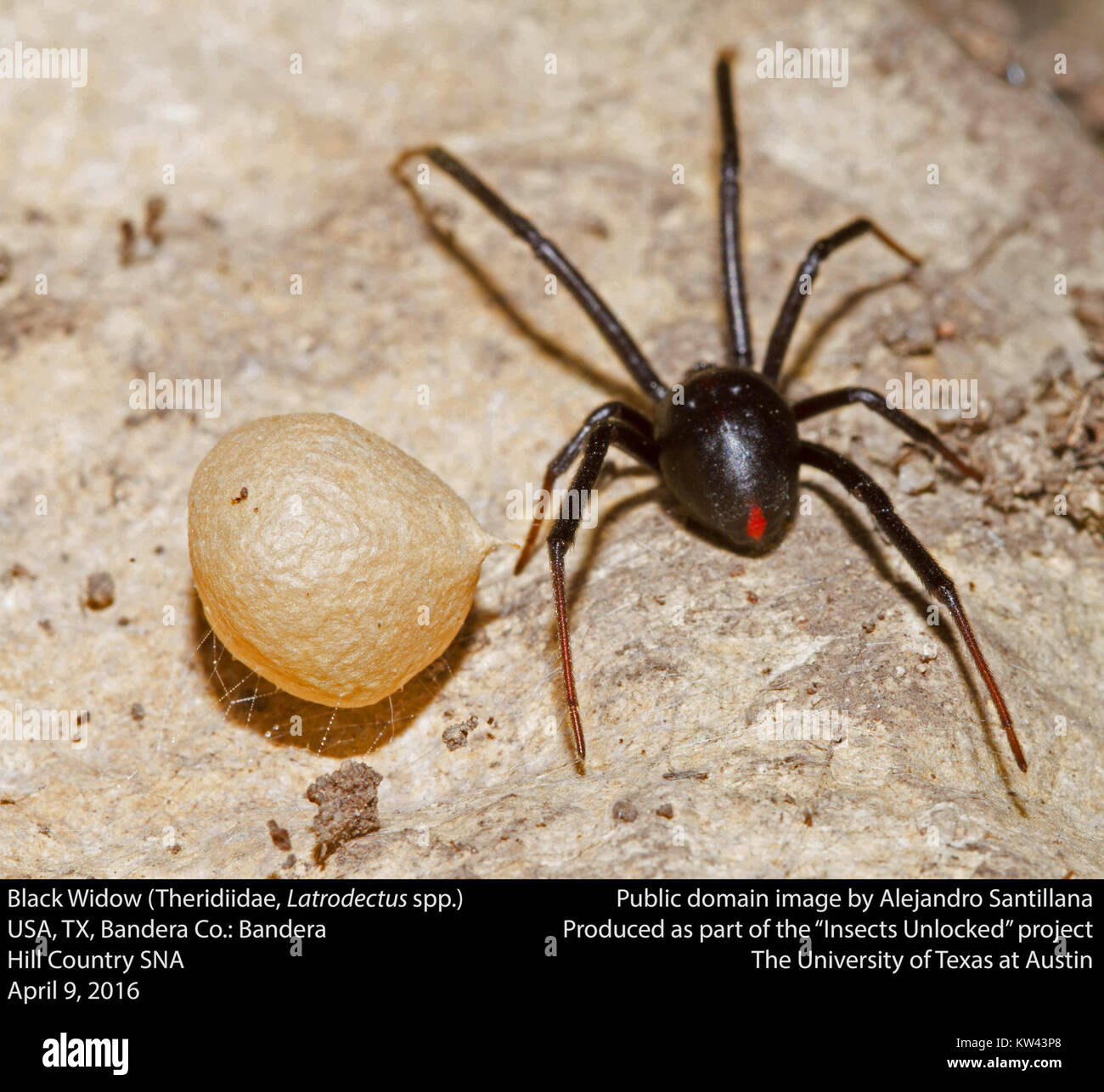 Une araignée veuve noire (Latrodectus spp) Avec un sac d'oeuf, appartenant à la famille des Theridiidae. Ces araignées sont venimeuses et connues pour leur couleur noire distinctive et leur forme de sablier rouge sur l'abdomen. Le sac à oeufs contient plusieurs oeufs, qui écloseront en araignées. Banque D'Images