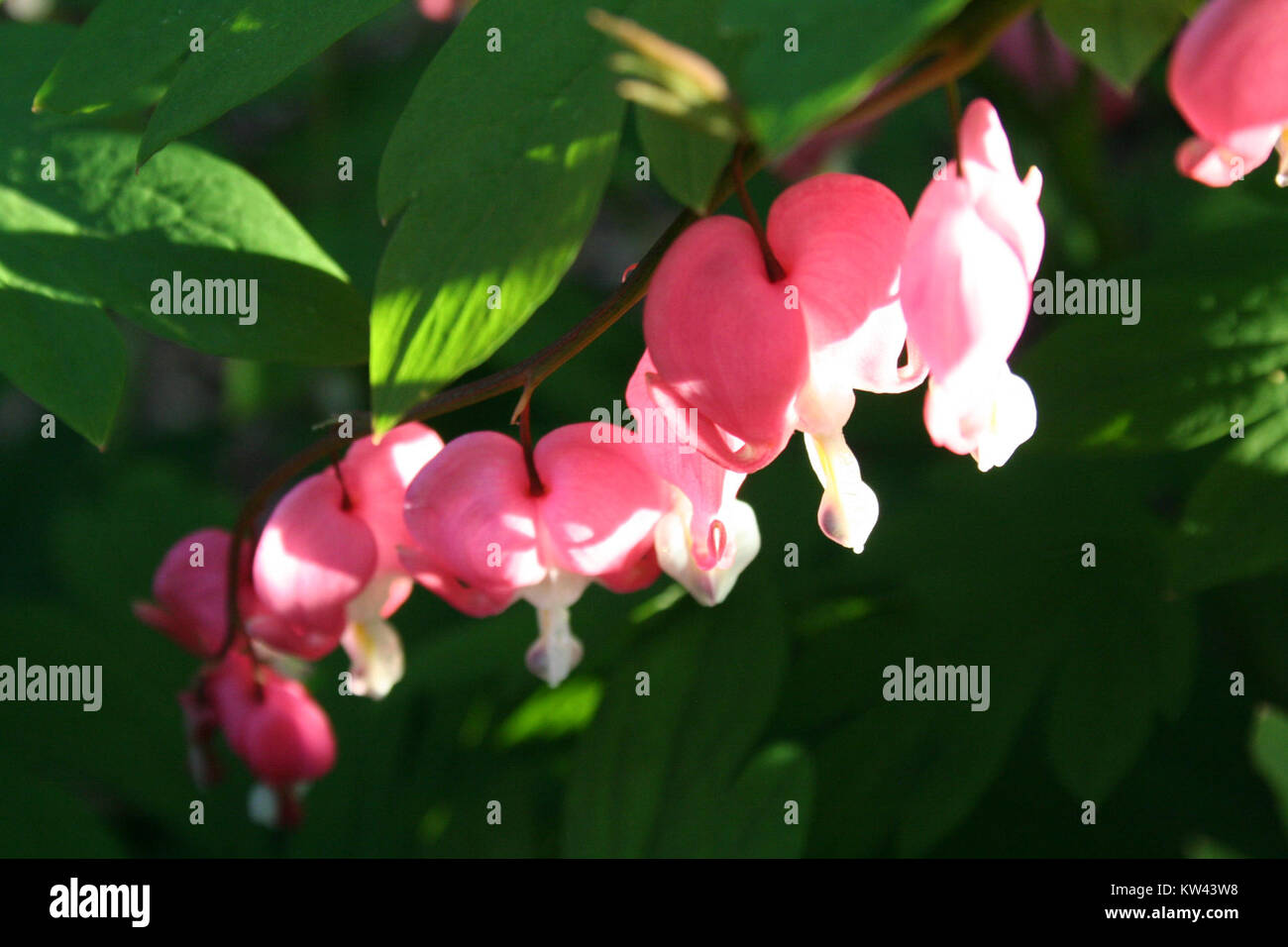 Une image de la fleur de coeur saignante (Lamprocapnos spectabilis), mettant en valeur ses fleurs distinctives en forme de coeur et sa couleur vibrante, une plante remarquable dans l'horticulture et les études botaniques. Banque D'Images