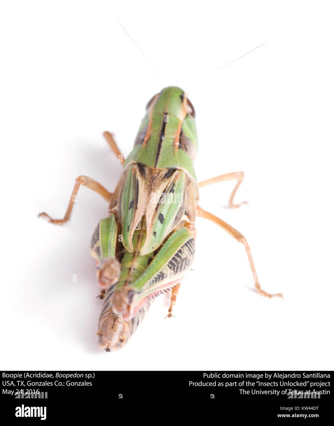 Boopie fait référence à une espèce de sauterelle de la famille des Acrididae, spécifiquement Boopedon sp. Cet insecte est connu pour sa forme corporelle et son comportement distinctifs, souvent trouvés dans les prairies et les champs. Les sauterelles comme Boopedon sont importantes dans les écosystèmes en tant qu'herbivores et proies de divers prédateurs. Banque D'Images