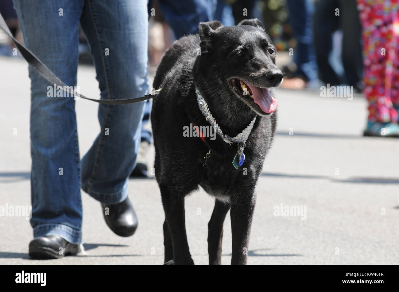 Un chien noir participe à la Gay Pride Parade, un événement qui célèbre la fierté LGBTQ+ et promeut l’inclusion. La présence du chien symbolise le soutien et l'unité au sein de la communauté. Banque D'Images