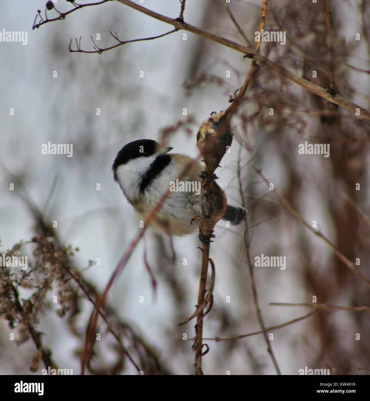 Cette image montre un Chickadee à coiffe noire se nourrissant de sucre dérivé de la galle de la verge d'or. Le chickadee est connu pour sa capacité d'adaptation et peut être trouvé dans une variété d'habitats nord-américains, se nourrissant d'un régime alimentaire varié de graines, d'insectes et de nectar. Banque D'Images