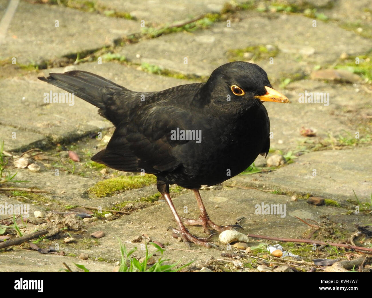 Une photographie d'un oiseau noir perché sur une branche, mettant en évidence le plumage noir distinct de l'oiseau et les traits pointus typiques de l'espèce. Banque D'Images