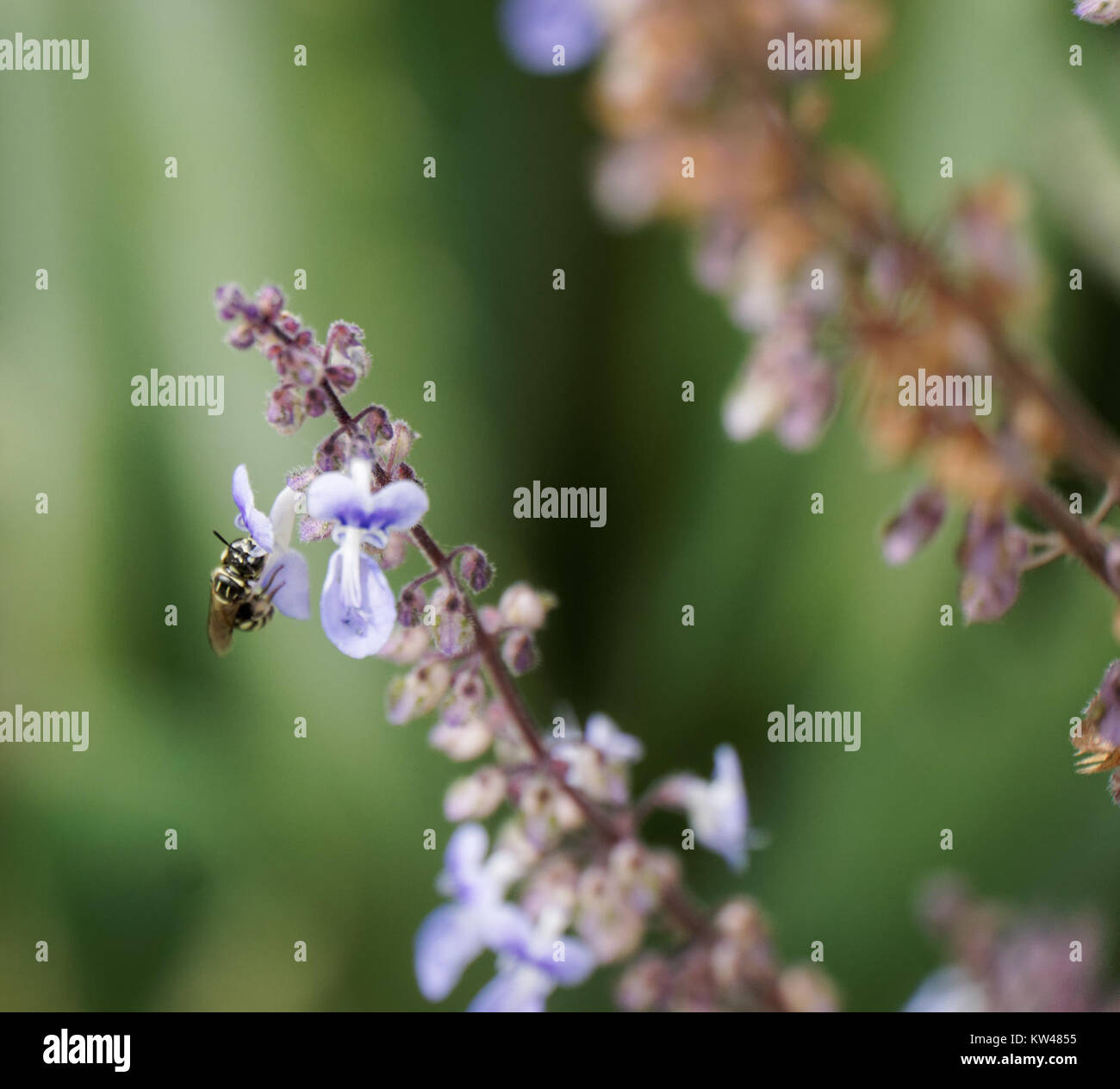 Image présentant une combinaison de couleurs noir, blanc et violet, représentant éventuellement un design ou un produit avec ces teintes. Banque D'Images