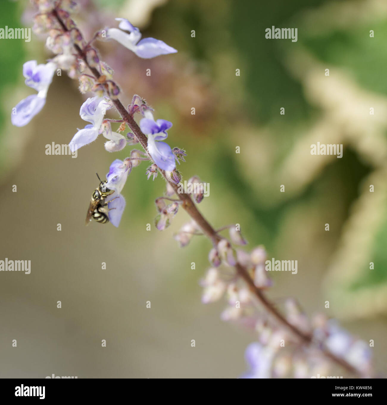 Cette image présente une composition abstraite de couleurs noir, blanc et violet. L'interaction de ces couleurs contrastées crée un design visuellement frappant et dynamique, souvent associé aux styles artistiques modernes. Banque D'Images