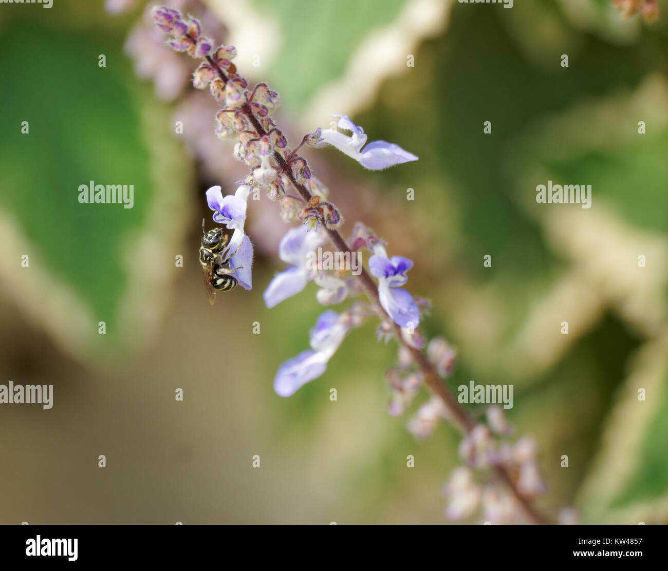 Photographie ou œuvre d'art intitulée « Noir, blanc, violet » présentant une représentation visuelle de ces couleurs. Banque D'Images