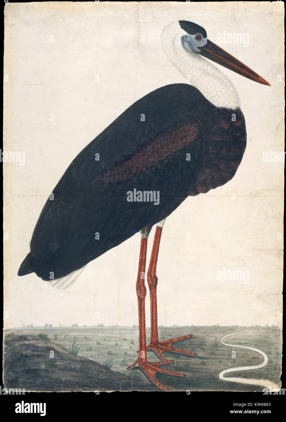 Une image capturée d'une cigogne noire dans son paysage naturel, mettant en valeur les caractéristiques distinctives de l'oiseau et l'environnement environnant. Banque D'Images