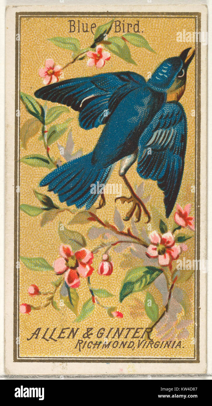 L'oiseau bleu de la série Birds of America, produit par Allen & Ginter cigarettes Brands, est une image historique représentant des espèces d'oiseaux nord-américaines, cataloguées comme MET DP828736 dans la collection du musée. Banque D'Images