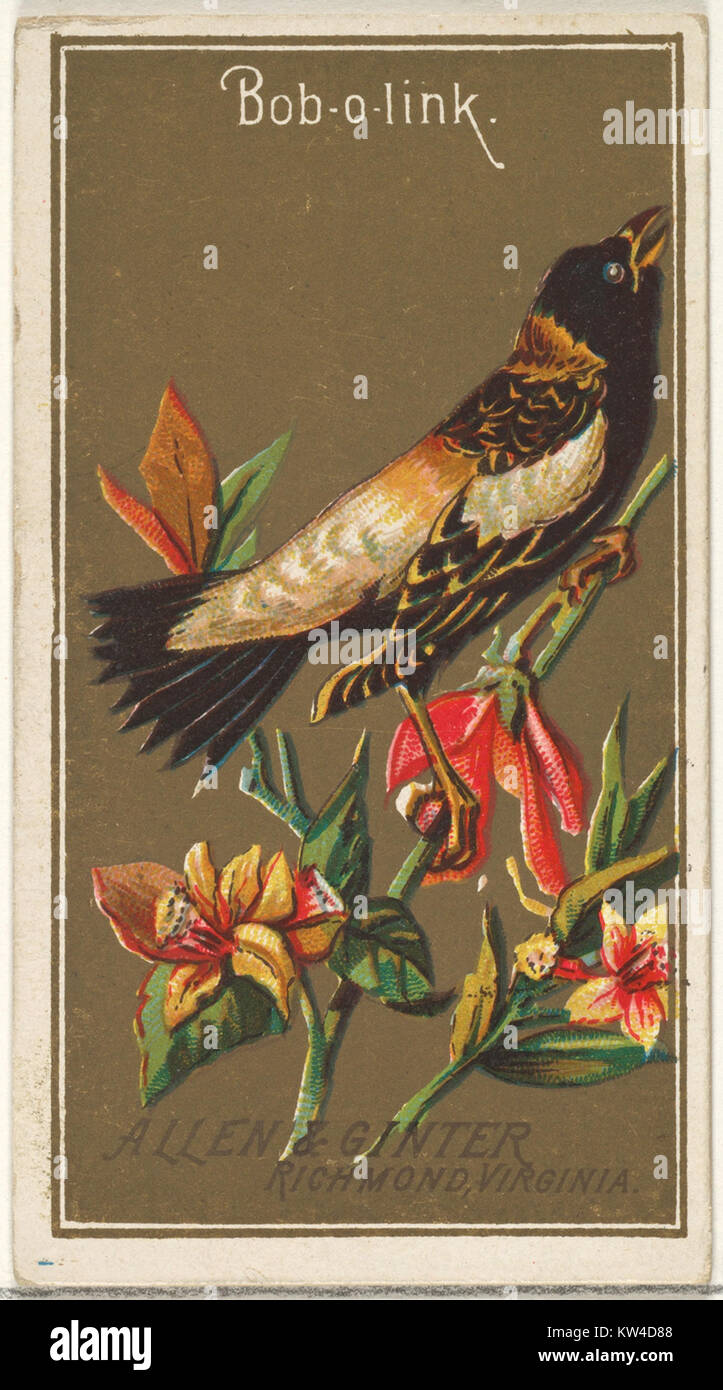 Cette carte, qui fait partie de la série Birds of America produite par Allen & Ginter pour Cross Cut cigarettes, met en vedette le Bobolink, un oiseau originaire d’Amérique du Nord. L'œuvre d'art est une représentation détaillée de l'oiseau, mettant en valeur ses caractéristiques distinctives. Banque D'Images