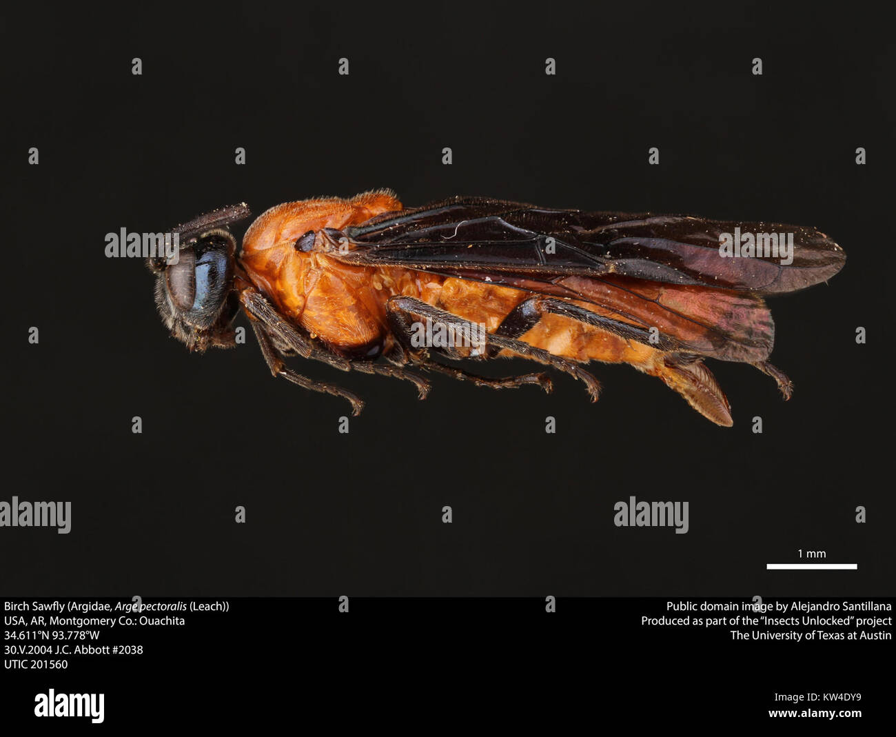La sciette de bouleau (Argidae, Arge pectoralis) est une espèce d'insecte appartenant à la famille des Argidae. Connu pour ses larves, qui se nourrissent de feuilles de bouleau, il peut causer des dommages importants aux forêts. L'image représente la structure du corps de la mouche-scie et ses caractéristiques distinctes. Banque D'Images