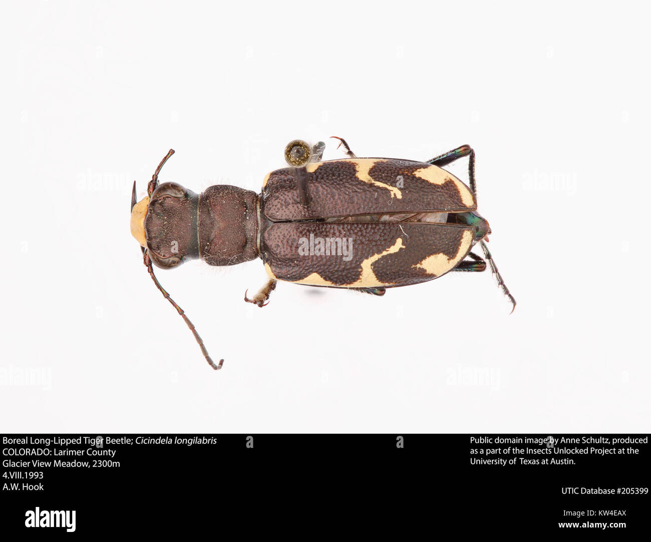 Le coléoptère boréal à longues lèvres, scientifiquement nommé Cicindela longilabris, est une espèce de coléoptère trouvée dans les régions boréales. Connu pour son apparence distinctive et son comportement agressif de chasse, il est un prédateur d'autres insectes dans son habitat naturel. Banque D'Images