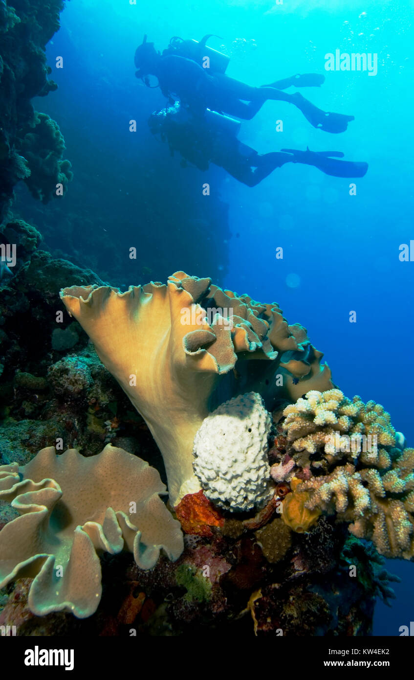 De nombreux plongeurs de coraux mous DANS LA DISTANCE Banque D'Images