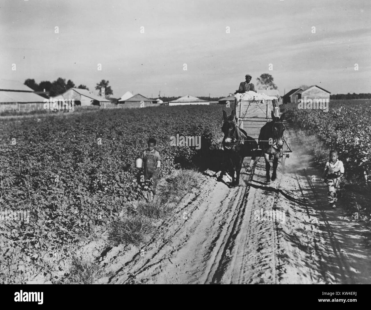 Les mules portent une charge d'un chariot d'un champ de coton vers le bas comme les enfants marcher à côté, sur la Plantation Mileston dans le Mississipi, Octobre, 1939. Banque D'Images