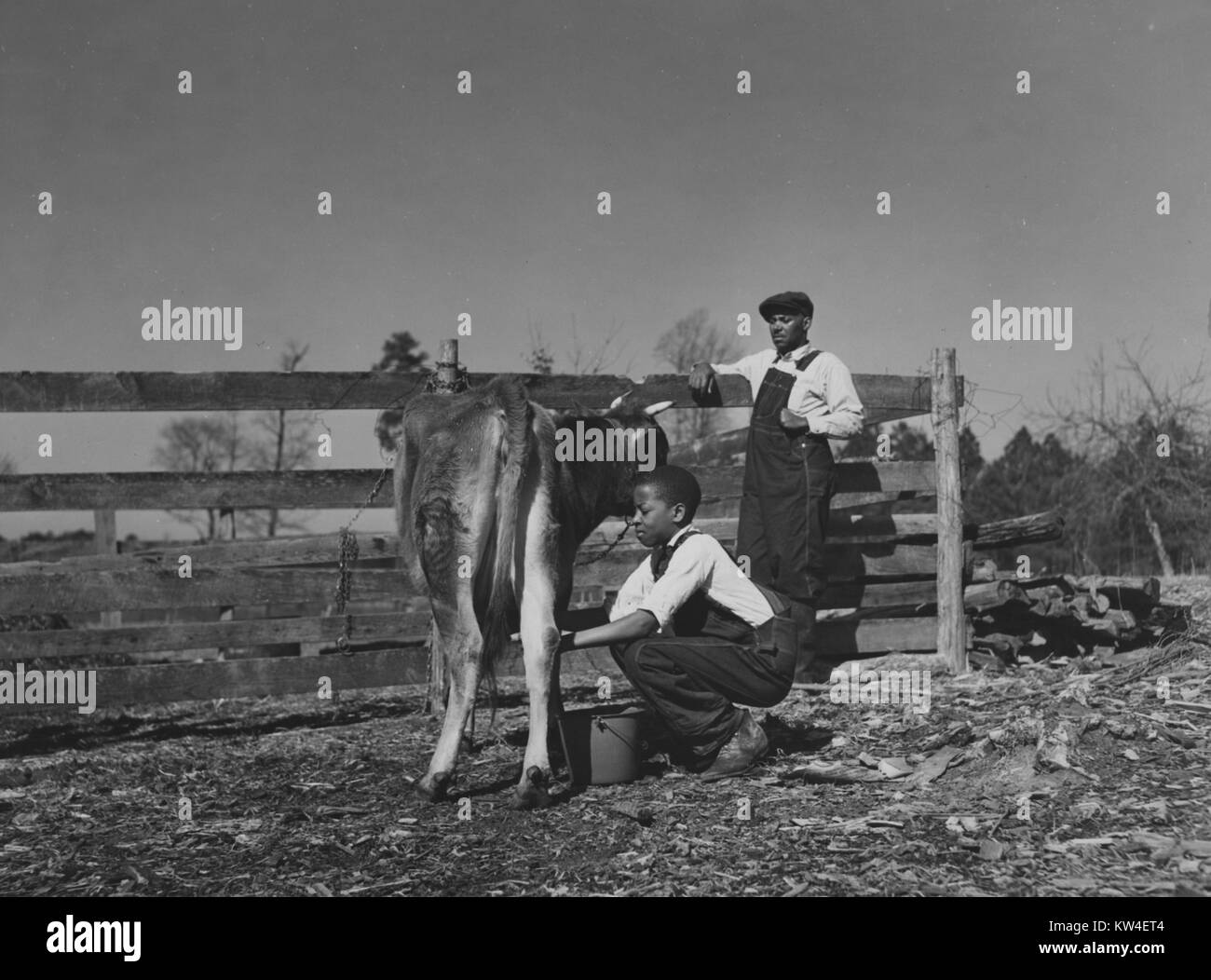 Un garçon d'une vache laits, comme son père le regarde sur une parcelle de terrain dans une zone boisée dans la région de Magnolia, Mississippi, en septembre, 1936. À partir de la Bibliothèque publique de New York. Banque D'Images