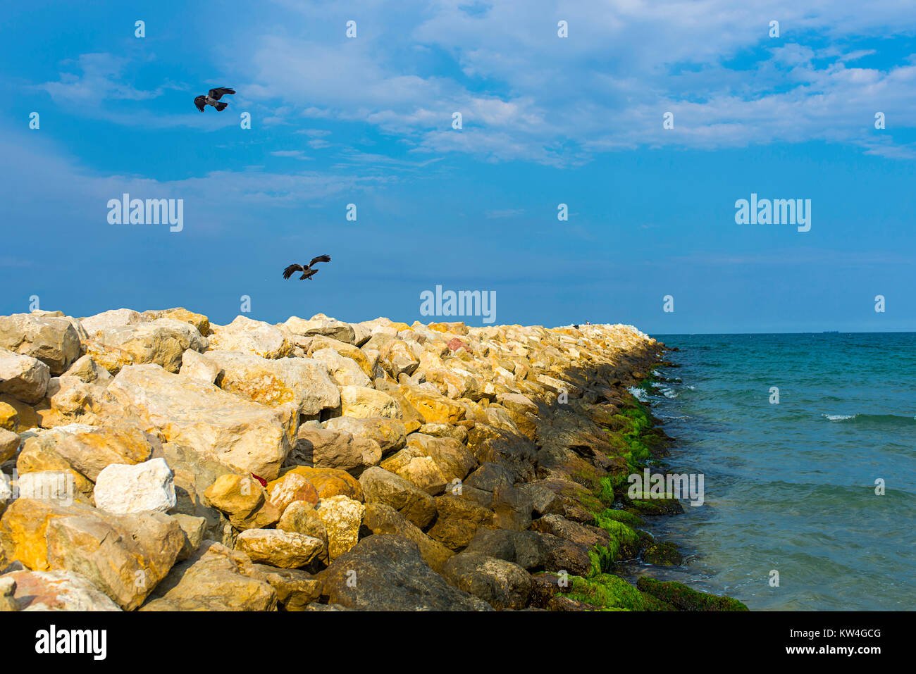 Les oiseaux dans un cay sur la mer Noire en Roumanie Banque D'Images