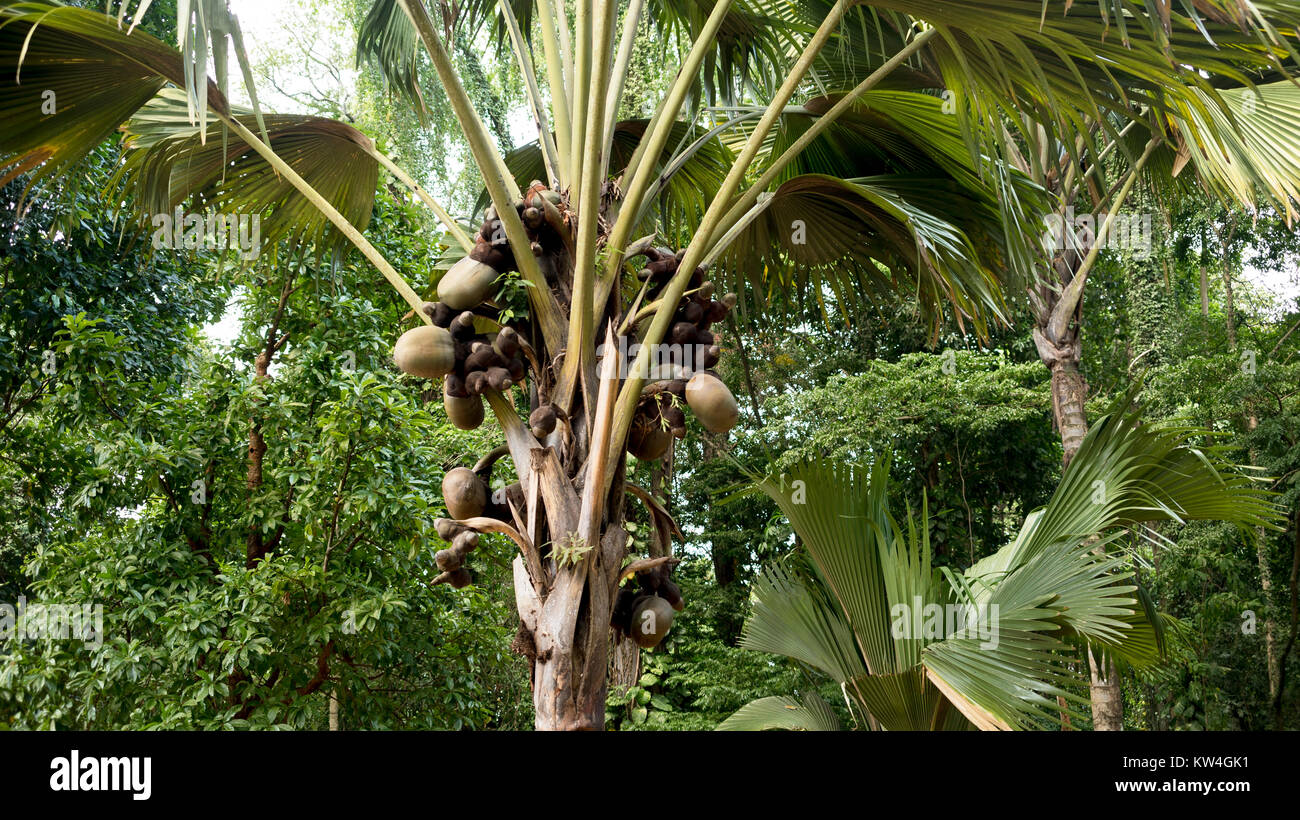 Coco de Mer (Lodoicea) palmier dans les jardins botaniques royaux, Peradeniya Kandy. C'est endémique à Praslin et curieuse dans les Seychelles. Banque D'Images