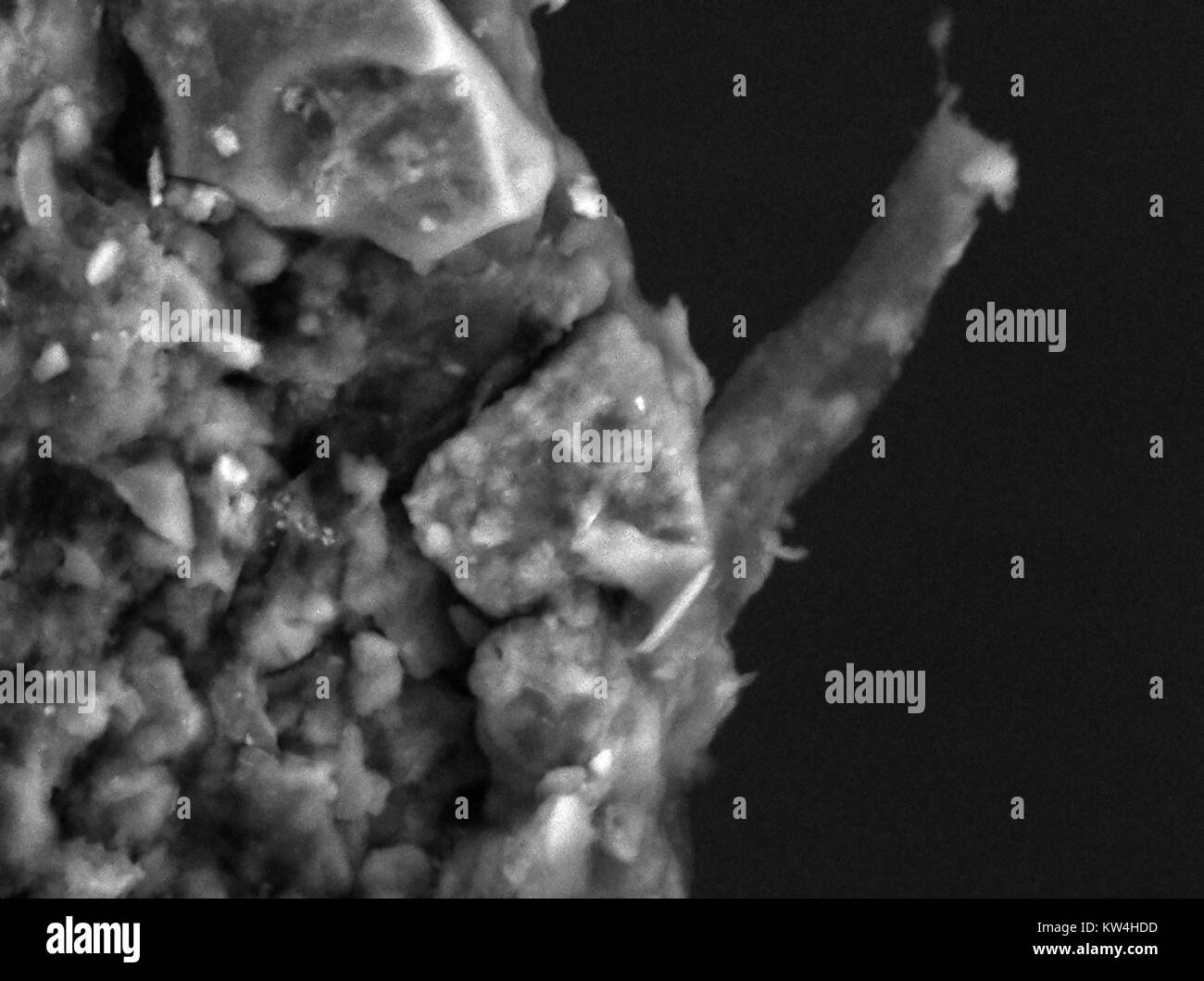 Microscope électronique à balayage (MEB) Microphotographie d'une racine de plante avec un petit poil qui dépasse, à un grossissement de 5000x, 2016. Banque D'Images