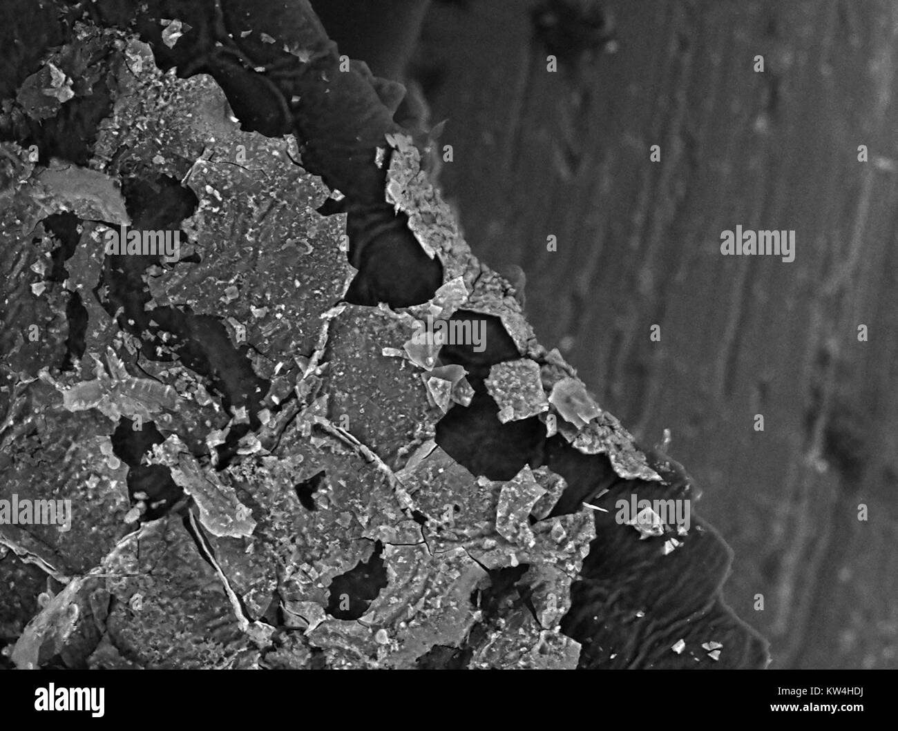 Microscope électronique à balayage (MEB) microphotographie de la surface de Cherry Plum (Prunus cerasifera) Feuille d'arbre, montrant la structure cellulaire des feuilles et des particules d'un champignon inconnu ou autre revêtement d'écaille sur la feuille, à un grossissement de 800x, 2016. Banque D'Images