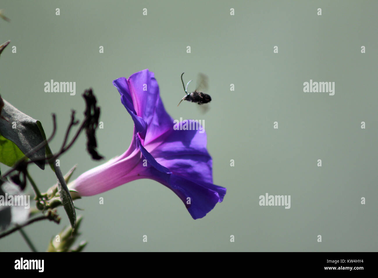 La pollinisation des plantes à fleurs insectes écologie Botanique zoo Banque D'Images