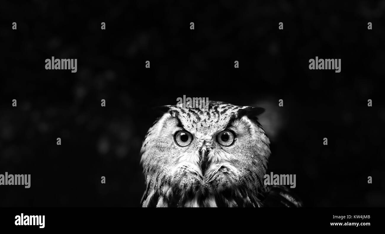 Les hiboux Portrait. owl eyes Banque D'Images