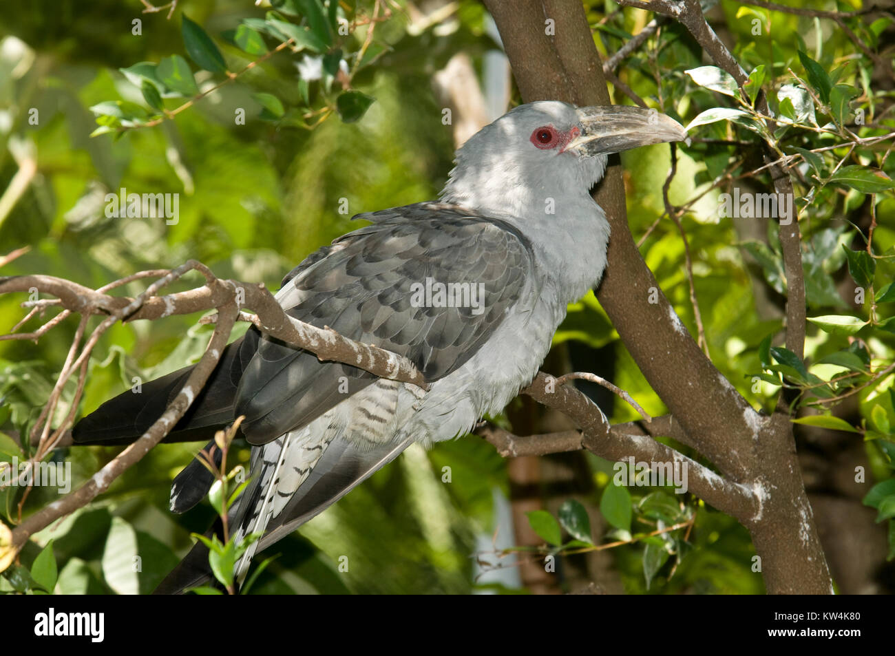 Cuckoo Queensland Banque D'Images