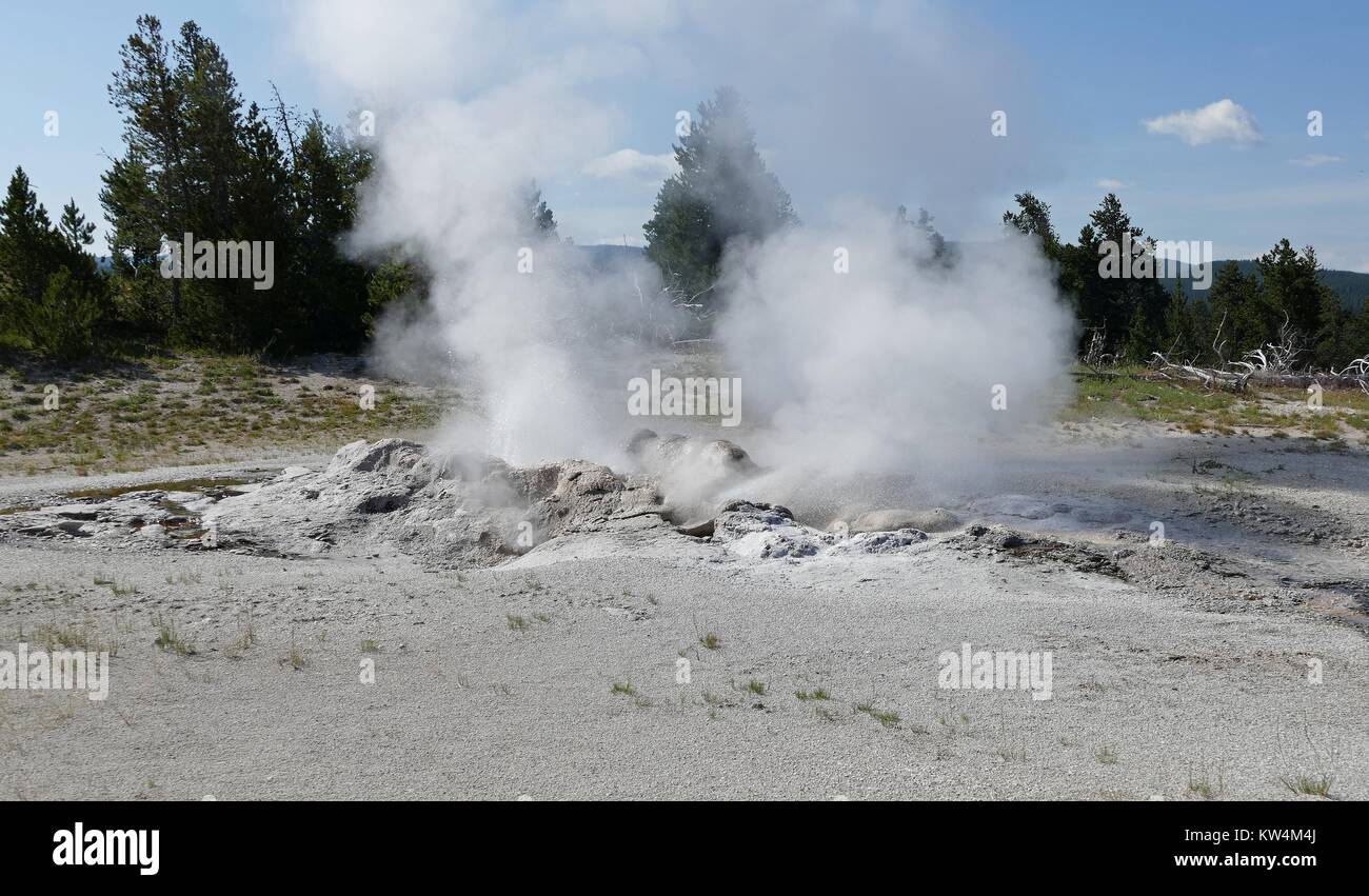 Jet de vapeur passant de geyser, le Parc National de Yellowstone, Wyoming, Juillet, 2015. Image courtoisie Diane Renkin/Parc National de Yellowstone. Banque D'Images