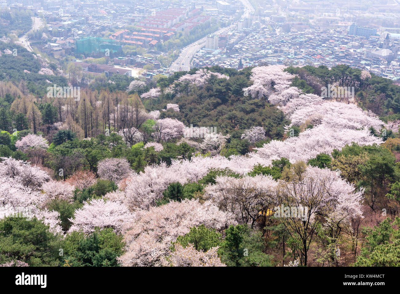 Cerisiers en fleurs dans le parc Namsan. Banque D'Images