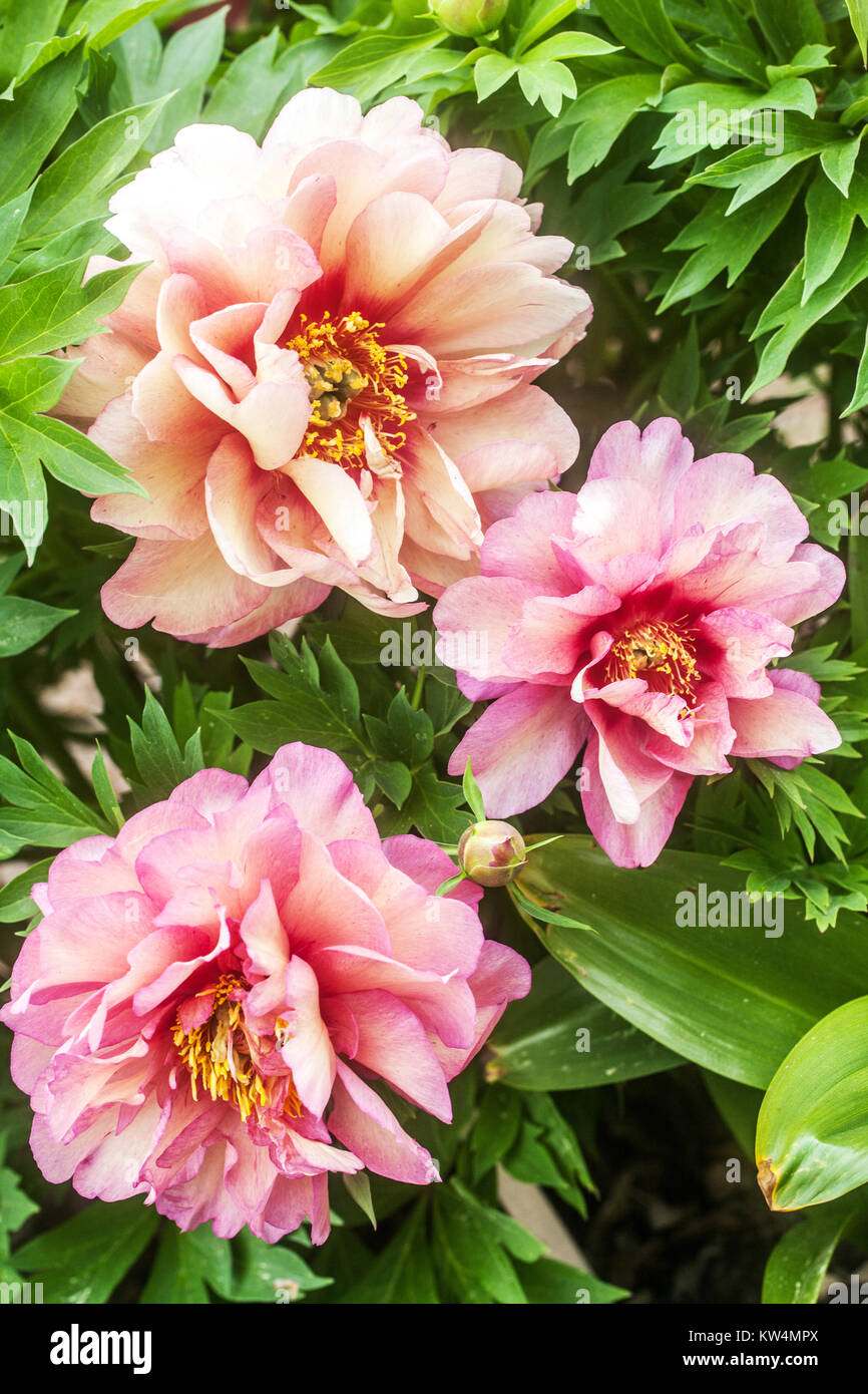 Pivoine Paeonia Peonies 'Hillary' Rose Flower Garden intersection Itoh fleurs Pink Peonies Pink Peony hybride Itoh Peony in Bloom Petals Plant Banque D'Images