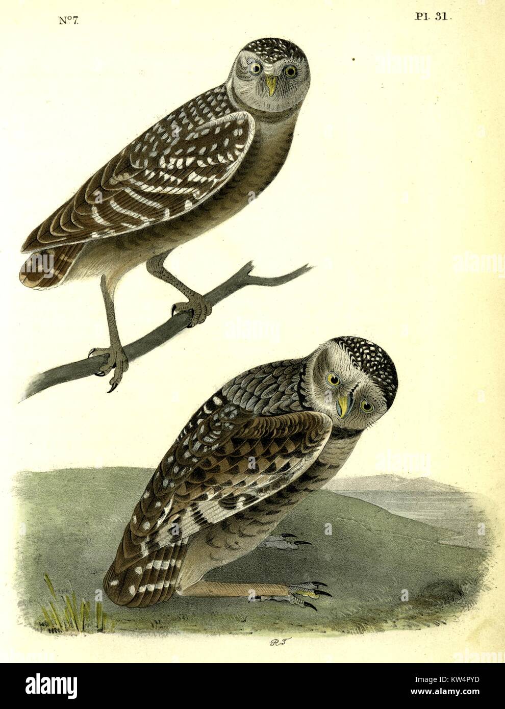 Illustration de Chevêche des Day-Owl du livre Birds of America de John James Audubon, 1842. À partir de la Bibliothèque publique de New York. Banque D'Images