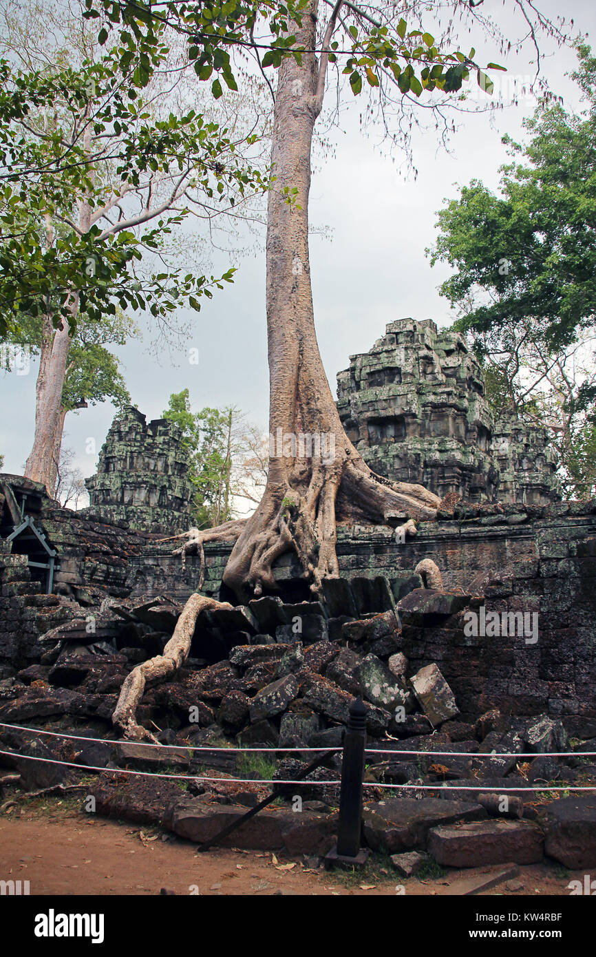 Ta Phrom arbres géants 2 Banque D'Images