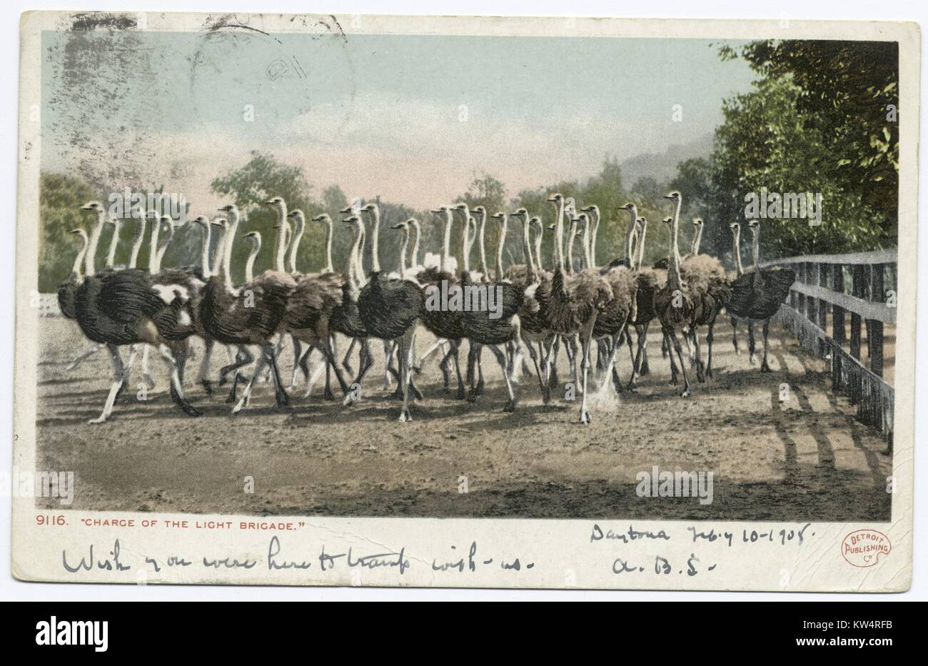 Charge de la brigade légère - troupeau d'autruches exécutant au stylo sur le ranch, Pasadena, Californie, USA, 1905. À partir de la Bibliothèque publique de New York. () Banque D'Images