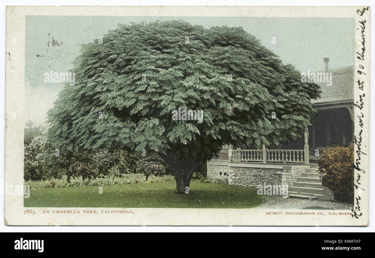 Carte postale d'un arbre parapluie extérieur d'une maison, en Californie, 1914. À partir de la Bibliothèque publique de New York. Banque D'Images