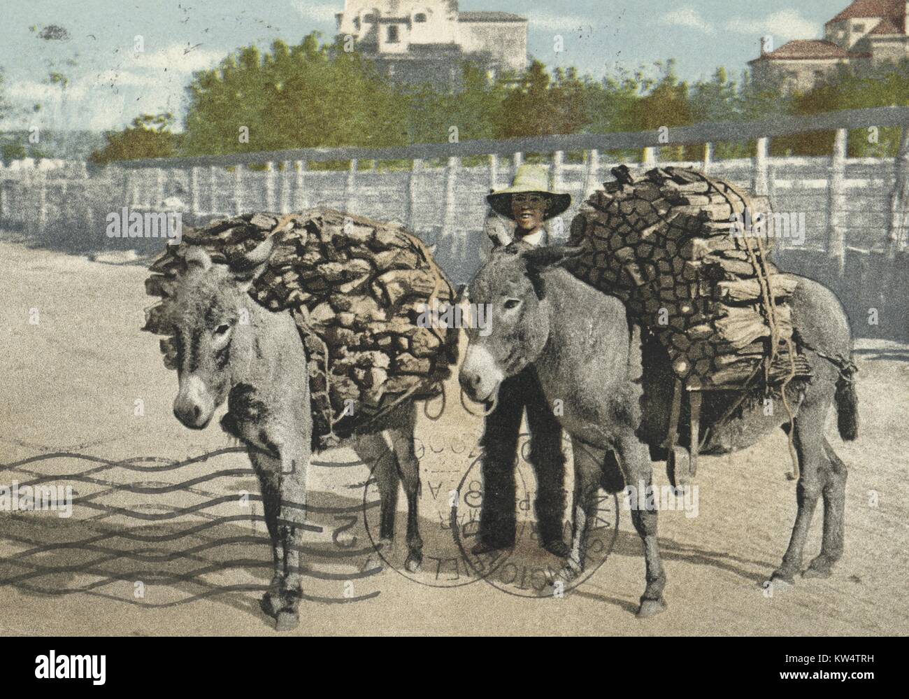 Carte postale montrant deux ânes transportant des charges de bois, 1914. À partir de la Bibliothèque publique de New York. Banque D'Images
