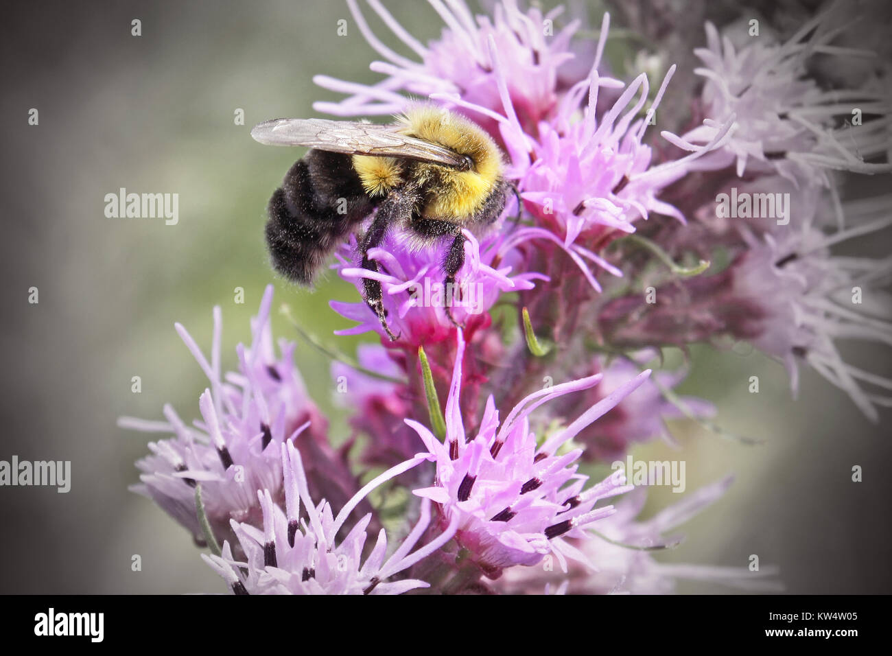 Bourdon en tenant le nectar et le pollen d'une fleur sauvage Banque D'Images