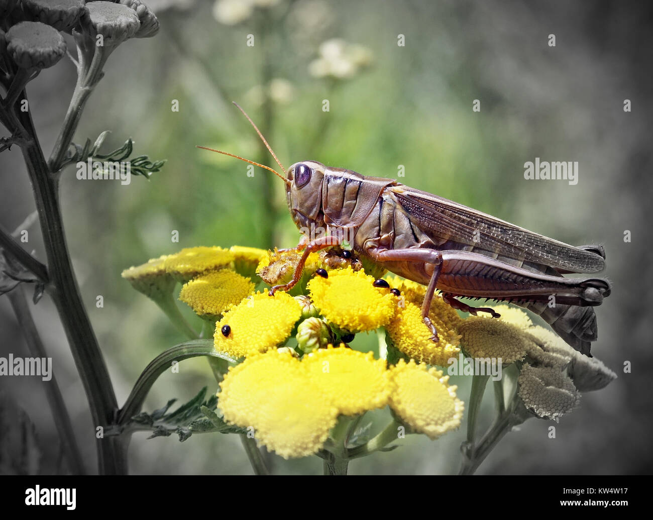 Grasshopper assis sur une fleur jaune Banque D'Images