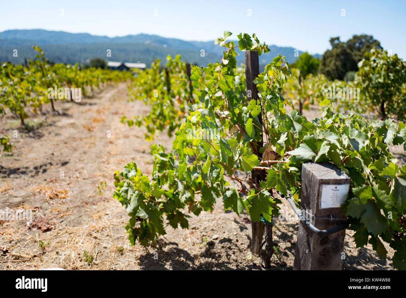 Vignoble de rangées de vignes à raisins de la Napa Valley, Sainte-Hélène, en Californie, le 10 septembre 2016. Banque D'Images