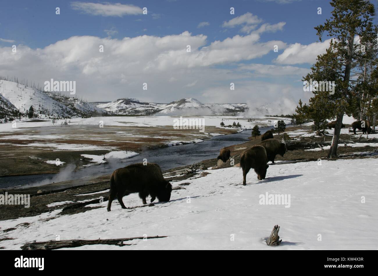 Bisons broutants près de Midway Geyser Basin dans l'hiver avec la neige couvrant le sol et les arbres à feuilles persistantes à la droite, les nuages sont couvrant la plupart de le bleu du ciel, le Parc National de Yellowstone, Wyoming. Image courtoisie de Jim Peaco/Parc National de Yellowstone, le 2 mars 2006. Banque D'Images