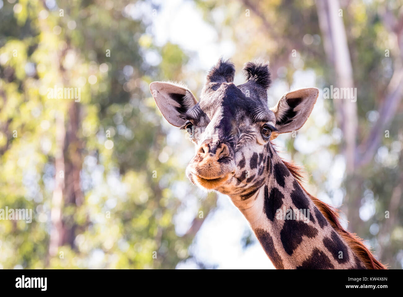Une girafe camouflée, sauvages errant dans de grands arbres montre sa belle et grande, les yeux bruns. Banque D'Images