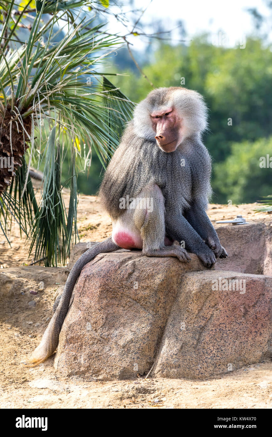 Un babouin sauvage repose sur un rocher pendant une chaude journée ensoleillée Banque D'Images