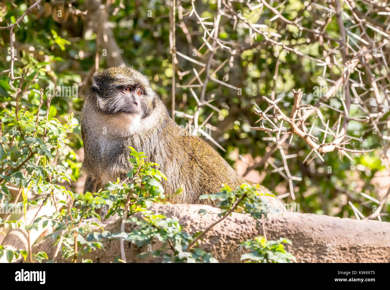 Un singe sauvage Marais Allen repose sur un rocher pendant une chaude journée ensoleillée Banque D'Images