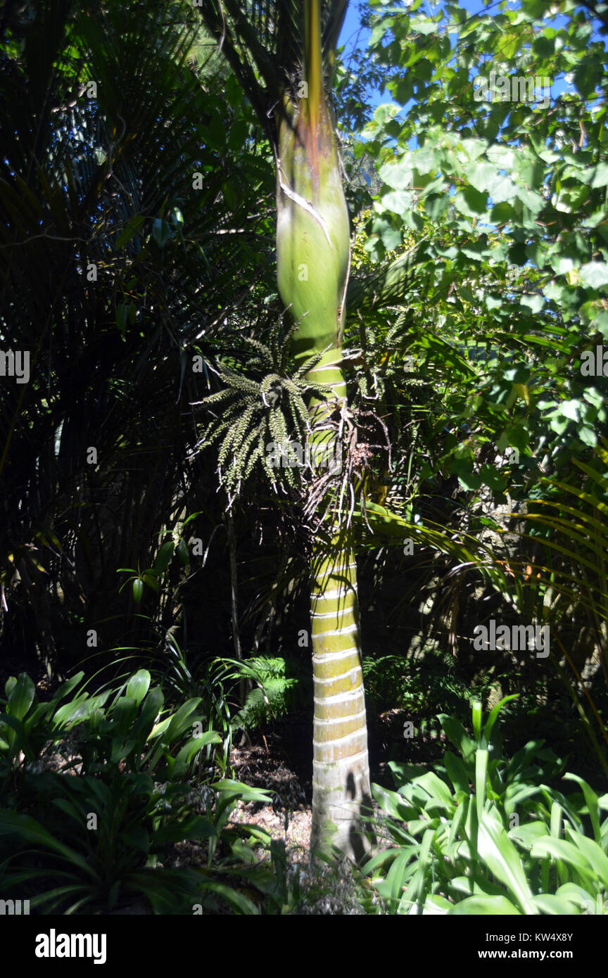 Nikau de Rhopalostylis sapida) (palmier originaire de Nouvelle-Zélande cultivés en jardins de l'abbaye de Tresco, Îles Scilly, Angleterre, Cornwall, UK. Banque D'Images